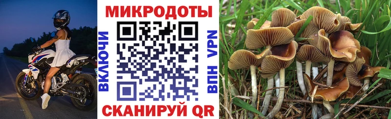 Купить где  Морозовск  Галлюциногенные грибы Cubensis 